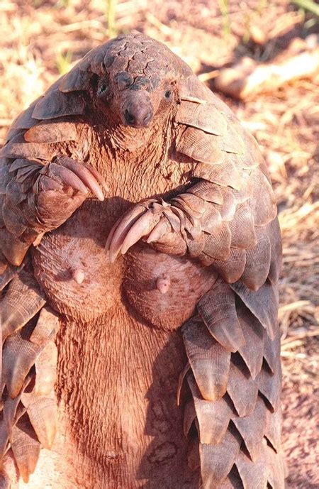 what animal has the largest breasts|Most nipples on a mammal .